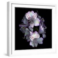 Alstroemeria-Magda Indigo-Framed Photographic Print