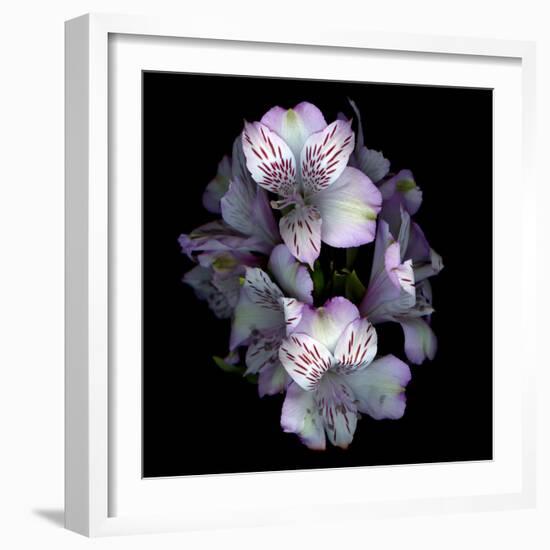 Alstroemeria-Magda Indigo-Framed Photographic Print