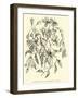 Alstroemerias of the Quebrada of Cuzco-Édouard Riou-Framed Giclee Print