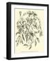 Alstroemerias of the Quebrada of Cuzco-Édouard Riou-Framed Giclee Print