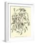 Alstroemerias of the Quebrada of Cuzco-Édouard Riou-Framed Giclee Print