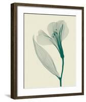 Alstromeria II-Steven N^ Meyers-Framed Art Print