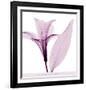 Alstromeria III-Steven N^ Meyers-Framed Art Print