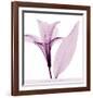 Alstromeria III-Steven N^ Meyers-Framed Art Print