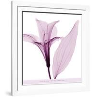 Alstromeria III-Steven N^ Meyers-Framed Art Print