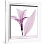 Alstromeria III-Steven N^ Meyers-Framed Art Print