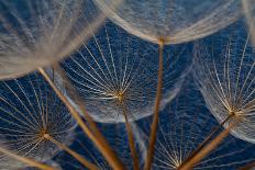 Dandilion Seeds against a Blue Background that Show it's Dainty Features-Alta Oosthuizen-Photographic Print