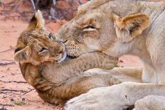 Lion Cub Play with Mother on Sand-Alta Oosthuizen-Stretched Canvas