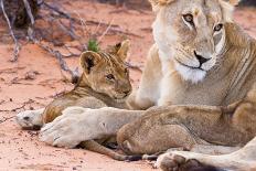 Lion Cub Play with Mother on Sand-Alta Oosthuizen-Photographic Print