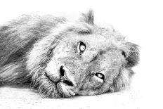 Lion Resting on Sand High Key-Alta Oosthuizen-Photographic Print