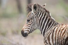 Young Baby Zebra Foal Portrait Standing Alone in Nature-Alta Oosthuizen-Photographic Print