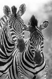 Zebra Mare and Foal Standing close Together in Bush for Safety Artistic Concersion-Alta Oosthuizen-Framed Photographic Print