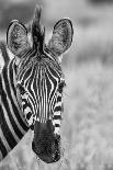 Zebra Mare and Foal Standing close Together in Bush for Safety Artistic Concersion-Alta Oosthuizen-Framed Stretched Canvas