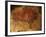 Altamira Cave Painting of a Bison-Javier Trueba-Framed Photographic Print