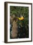 Altamira Oriole a nest.-Larry Ditto-Framed Photographic Print