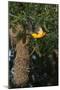 Altamira Oriole a nest.-Larry Ditto-Mounted Photographic Print