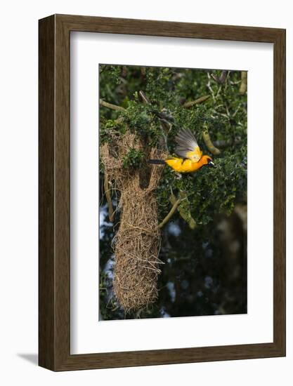 Altamira Oriole a nest.-Larry Ditto-Framed Photographic Print