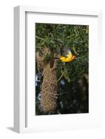 Altamira Oriole a nest.-Larry Ditto-Framed Photographic Print