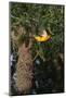 Altamira Oriole a nest.-Larry Ditto-Mounted Photographic Print