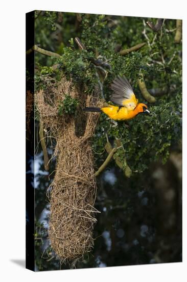 Altamira Oriole a nest.-Larry Ditto-Stretched Canvas
