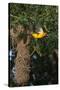 Altamira Oriole a nest.-Larry Ditto-Stretched Canvas