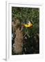 Altamira Oriole a nest.-Larry Ditto-Framed Photographic Print