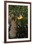 Altamira Oriole a nest.-Larry Ditto-Framed Photographic Print