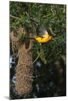 Altamira Oriole a nest.-Larry Ditto-Mounted Photographic Print