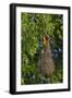 Altamira Oriole adult emerging from nest.-Larry Ditto-Framed Photographic Print