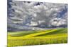 Alternating patterns of yellow canola and green wheat, Palouse region of Eastern Washington State.-Adam Jones-Mounted Photographic Print