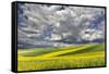 Alternating patterns of yellow canola and green wheat, Palouse region of Eastern Washington State.-Adam Jones-Framed Stretched Canvas