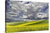 Alternating patterns of yellow canola and green wheat, Palouse region of Eastern Washington State.-Adam Jones-Stretched Canvas