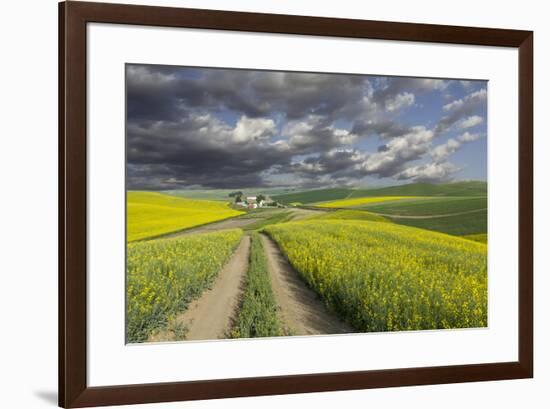 Alternating patterns of yellow canola and green wheat, Palouse region of Eastern Washington State.-Adam Jones-Framed Photographic Print