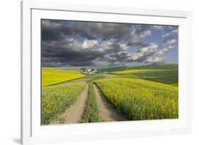 Alternating patterns of yellow canola and green wheat, Palouse region of Eastern Washington State.-Adam Jones-Framed Photographic Print