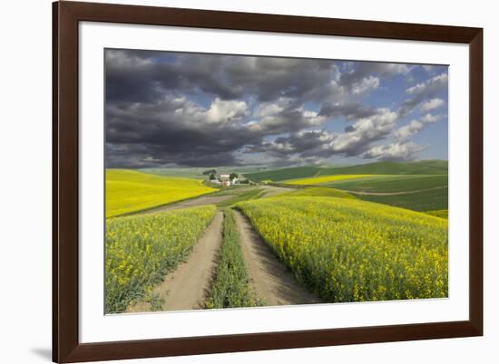 Alternating patterns of yellow canola and green wheat, Palouse region of Eastern Washington State.-Adam Jones-Framed Photographic Print