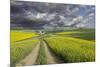 Alternating patterns of yellow canola and green wheat, Palouse region of Eastern Washington State.-Adam Jones-Mounted Photographic Print