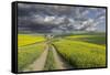 Alternating patterns of yellow canola and green wheat, Palouse region of Eastern Washington State.-Adam Jones-Framed Stretched Canvas