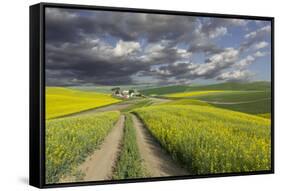 Alternating patterns of yellow canola and green wheat, Palouse region of Eastern Washington State.-Adam Jones-Framed Stretched Canvas