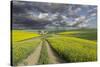 Alternating patterns of yellow canola and green wheat, Palouse region of Eastern Washington State.-Adam Jones-Stretched Canvas