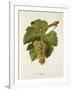 Altesse Grape-J. Troncy-Framed Giclee Print