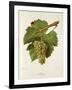 Altesse Grape-J. Troncy-Framed Giclee Print