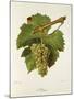 Altesse Grape-J. Troncy-Mounted Giclee Print