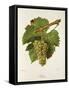 Altesse Grape-J. Troncy-Framed Stretched Canvas