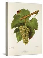 Altesse Grape-J. Troncy-Stretched Canvas