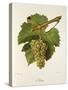 Altesse Grape-J. Troncy-Stretched Canvas
