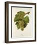 Altesse Grape-J. Troncy-Framed Giclee Print