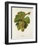 Altesse Grape-J. Troncy-Framed Giclee Print