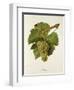 Altesse Grape-J. Troncy-Framed Giclee Print