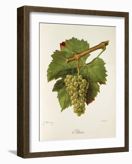 Altesse Grape-J. Troncy-Framed Giclee Print