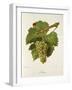 Altesse Grape-J. Troncy-Framed Giclee Print